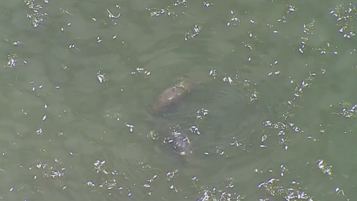 Manatee deaths worry experts battling red tide